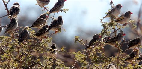 Red-billed Quelea (Quelea quelea) Chobe NP Botswana — Coke Smith Wildlife