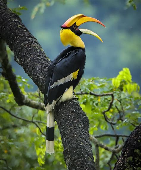 Great Indian Hornbill