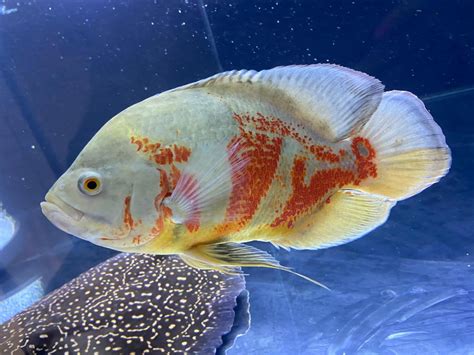 Albino tiger Oscar fish in Redditch for £30.00 for sale | Shpock