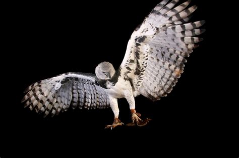 Federally Endangered Harpy Eagle (Harpia harpyja) - Joel Sartore