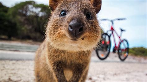 10 Facts about the Quokka | Het is de Merckx