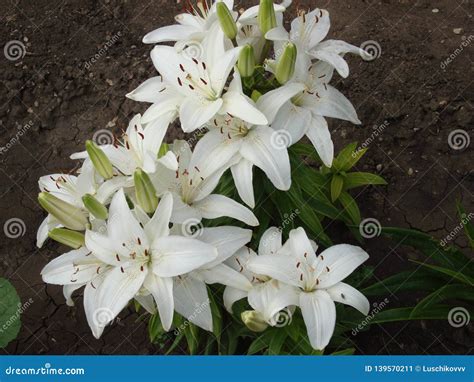 Lily Lat. LÃ­lium is a Genus of Plants of the Lily Family Liliaceae ...