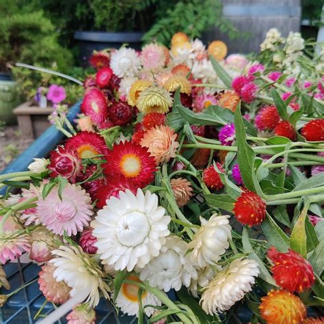Summer Flower Festival , Willow Oak Flower and Herb Farm, Severn, 22 ...