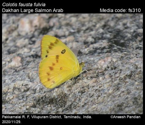 Colotis fausta | Butterfly