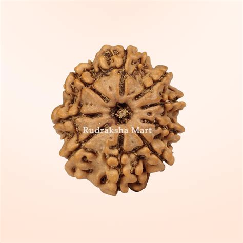 Buy Best Online Nepali Rudraksha Shop in India, Europe & USA, UK ...