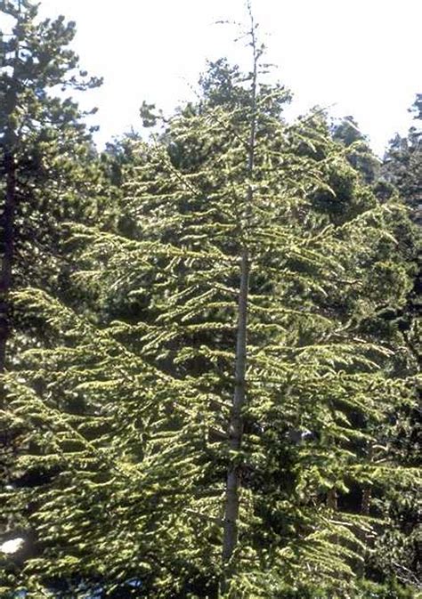 Image result for Monty Python Larch