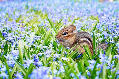 Animal Symbolism And Signs Of Spring On Whats-Your-Sign.com