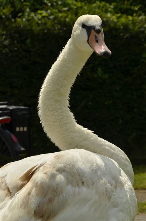 Free Images : wing, white, wildlife, beak, fauna, swan, feathers, goose ...