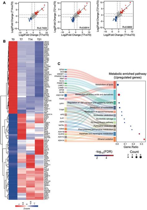 Deciphering the Transcriptional Metabolic Profile of Adipose-Derived ...