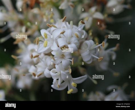 wax-leaf ligustrum (Ligustrum japonicum Stock Photo - Alamy