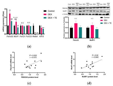 Suppressive Effects of Turmeric Extract on Muscle Atrophy in ...