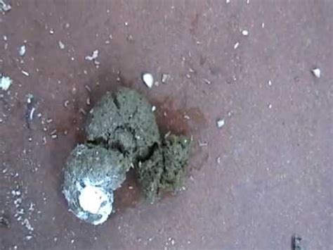 Image result for tapeworm in commercial red meat