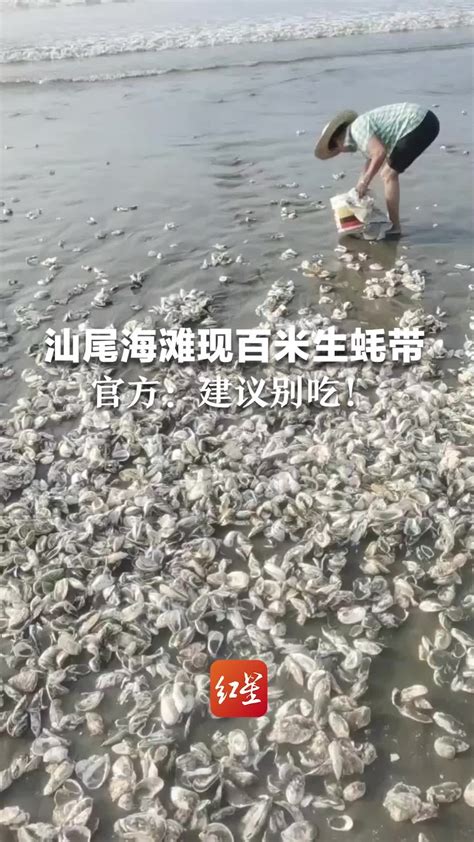 汕尾海滩现百米生蚝带，有市民捡了一两百斤，官方：建议别吃_凤凰网视频_凤凰网