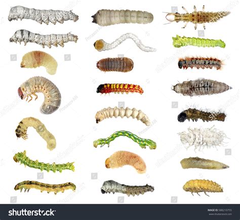 White Larvae Identification Tiny Worms In Bed [Black, White Worms In