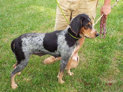 English Coonhound Puppies For Sale | Hocking County, OH #208374