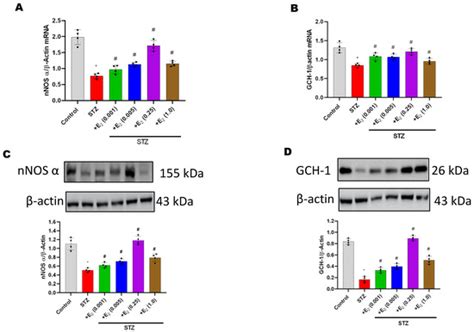 17β-Estradiol Suppresses Gastric Inflammatory and Apoptotic Stress ...