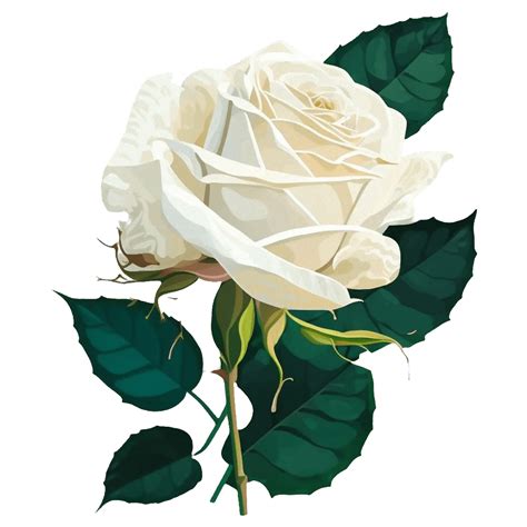 White Rose Symbol