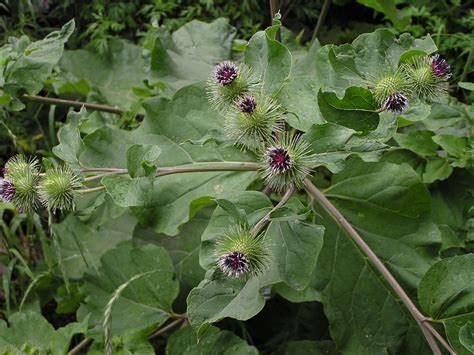 Bildergebnis für arctium lappa