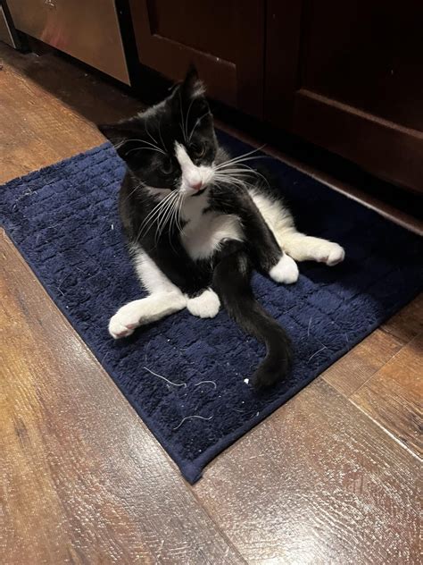 Ham is 5mo and living proof of the importance of going to the vet right away. Here he is in all ...