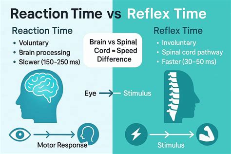 Reflex vs Reaction Time: What’s Faster (and Why)?