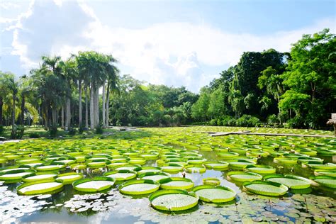 西双版纳植物园旅游景区介绍_西双版纳植物园旅游景区图片_四川成都中国青年旅行社官网