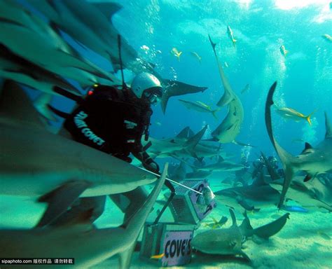 女子潜水被鲨鱼咬伤后遭网暴最新素材