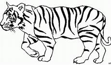 tiger malvorlagen zum ausdrucken kostenlos ausmalbild tiger of tiger zum ausmalen sch 246 n tiger tiger malvorlagen zum ausdrucken kostenlos ausmalbild tiger of tiger zum ausmalen sch 246 n tiger