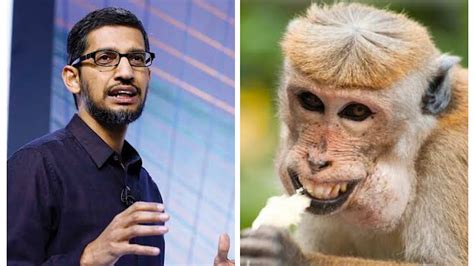 Google's Bard AI Compares CEO Sundar Pichai With Monkey, Find Out ...