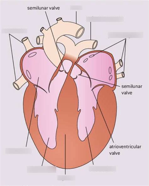 Heart Structure Tutorial 的图像结果