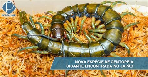 Centopeia gigante: nova espécie descoberta depois de 143 anos – Portal Mie