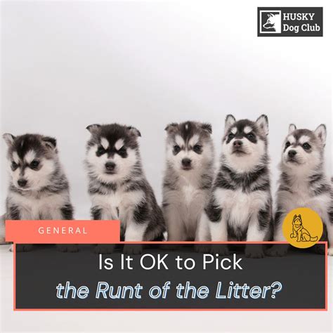 How To Tell The Runt Of A Dog Litter at Genevieve Tarrant blog