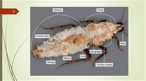 Can Insects Get Fat? Understanding Their Metabolism