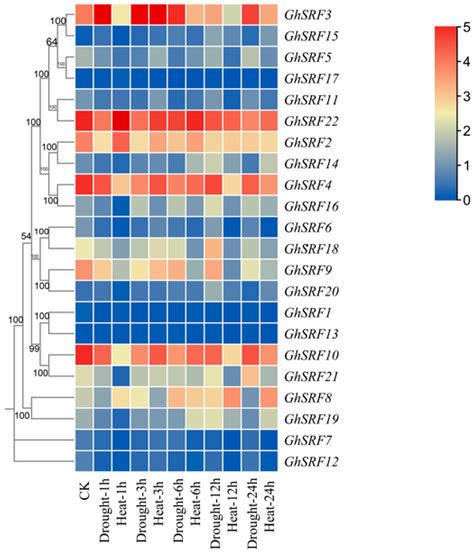 Characterization of Strubbelig-Receptor Family (SRF) Related to Drought ...