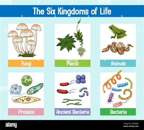 Science poster of six kingdoms of life Stock Vector Image & Art - Alamy