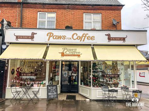 Refuel With Your Pooch At The Dog-Friendly Cafe Paws for Coffee