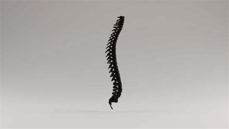 The Importance Of Spinal Curves - Physical Evidence Chiropractic