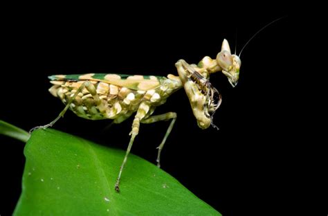 Egyptian Praying Mantis