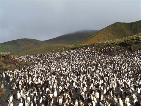 Macquarie Island | Subantarctic Wildlife, World Heritage Site | Britannica