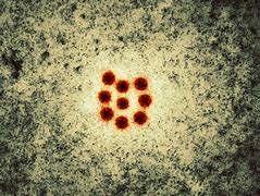 Image result for astrovirus 星病毒