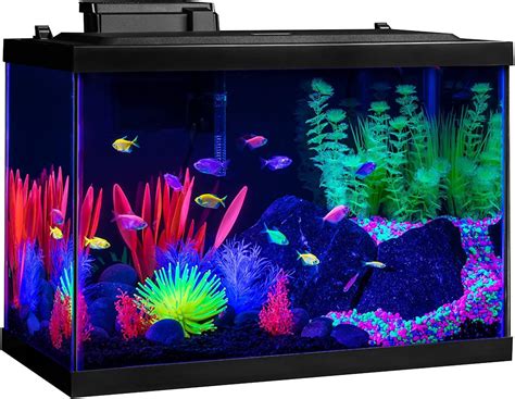 40 gallon aquarium fish