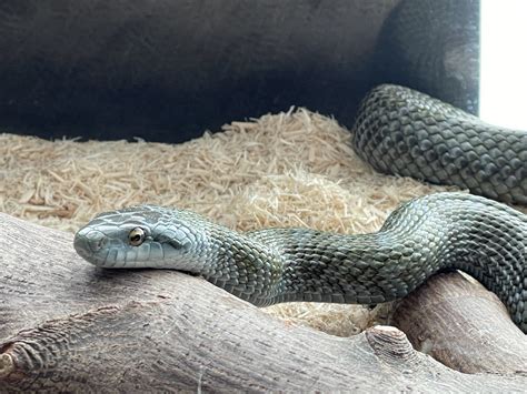 New hybrid project : r/snakes