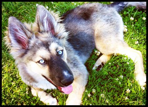 Windhond Siberische Husky Mix