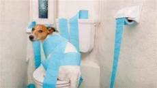 katze durchfall und erbrechen how to potty a puppy fast healthy paws katze durchfall und erbrechen how to potty a puppy fast healthy paws