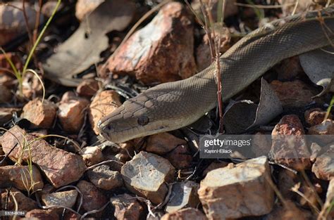 Image result for How to Make a Olive Python Nesting