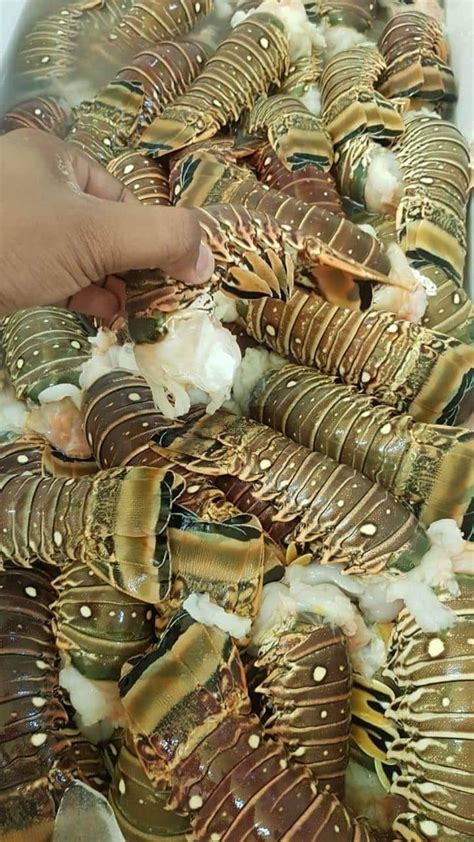 Lobsters & Lobster Tails For Sale Per Lb - Kingston, Spanish Town And ...