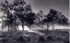 Background Images Black And White by Black And White Forest Background For Desktop Pixelstalk Net Background Images Black And White