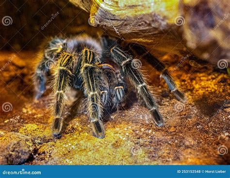 Close Up of a Mexican Redknee Tarantula Brachypelma Smithi on a Stone ...