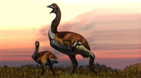 世界上最大的鸟长啥样：你见过几个,介绍世界最大几种鸟类_知秀网