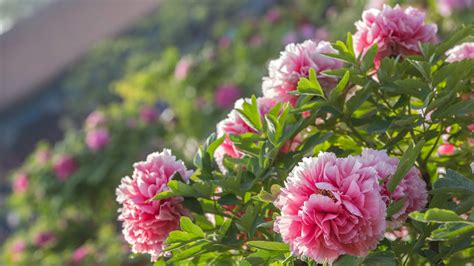 National Flower Of China Peony at Amelia Woodhouse blog