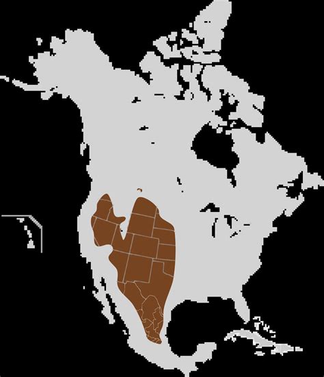 Ord's kangaroo rat - Facts, Diet, Habitat & Pictures on Animalia.bio